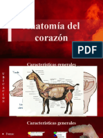 Anatomia Del Corazón