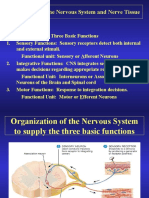 Introduction To The Nervous System and Nerve Tissue