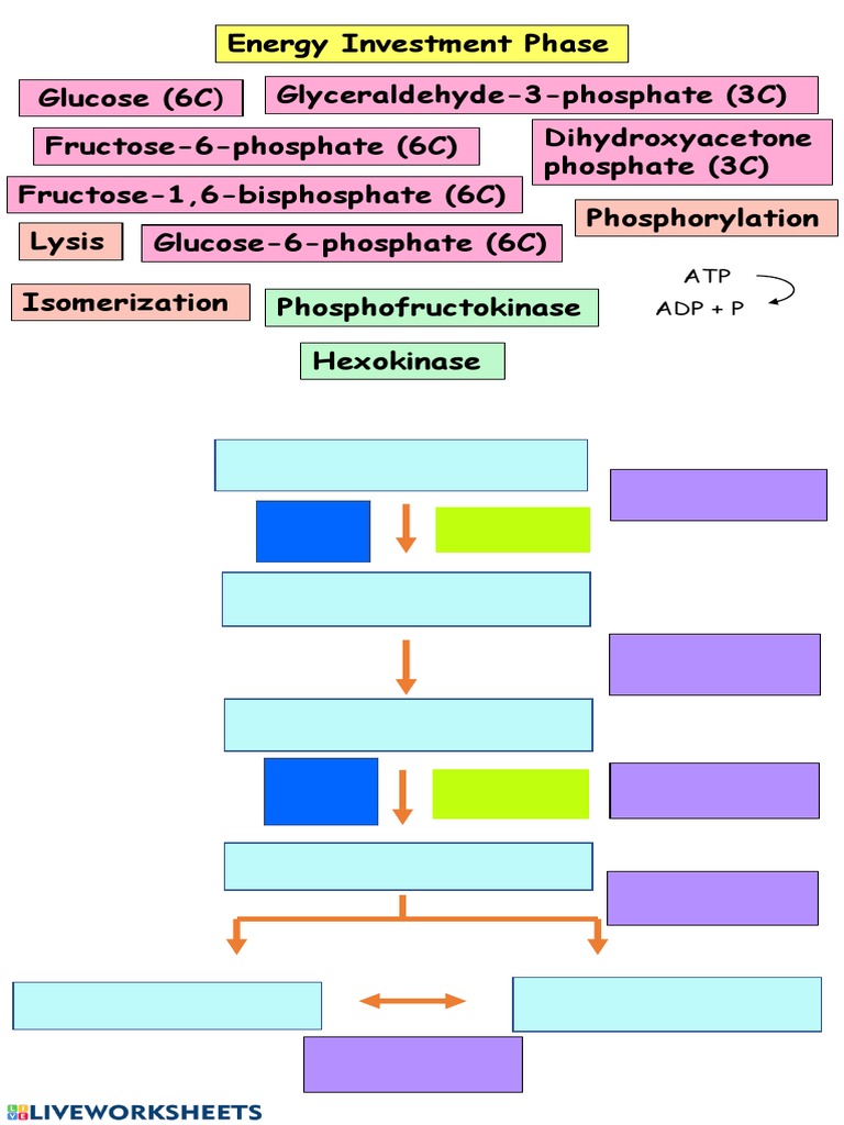 Glycolysis Investment Phase PDF