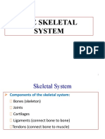 Skeletal System