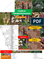 Expo de La Familia Orobanchaceae