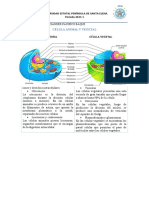 Celula Animal y Vegetal