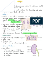 Abdominal Organ - Kidney X