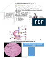 Fișa de Lucru Microscop