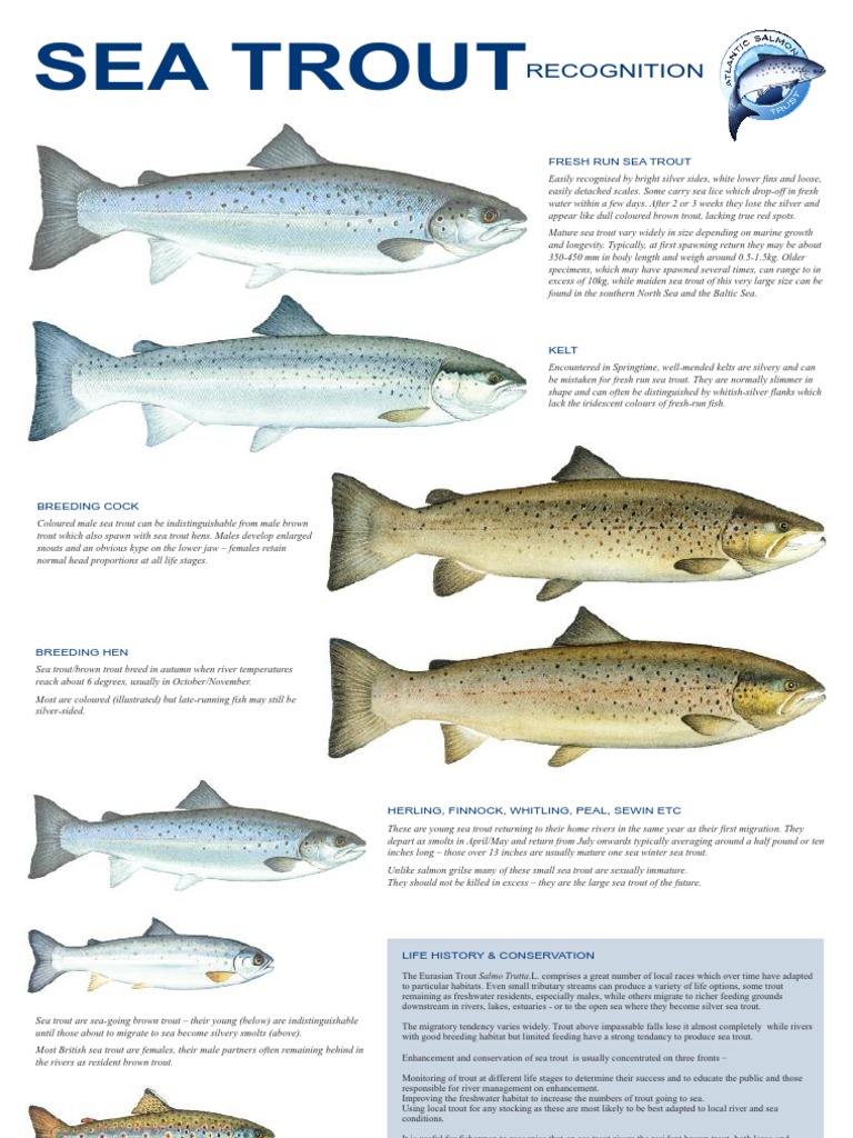 Sea Trout Recognition Trout Fish And Humans