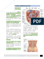 Rins, Ureteres e Glândulas Suprarrenais