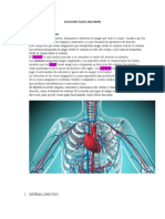 Sistemas circulatorio y linfático: estructura y función