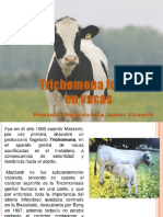 Trichomona Foetus en Vacas
