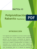 Práctica 10 Poliploidización en Rabanito