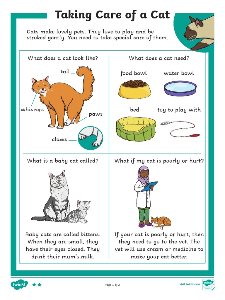 How To Look After A Cat Reading Comprehension | PDF | Cooking, Food ...