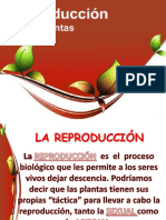 REPRODUCCION DE PLANTAS 