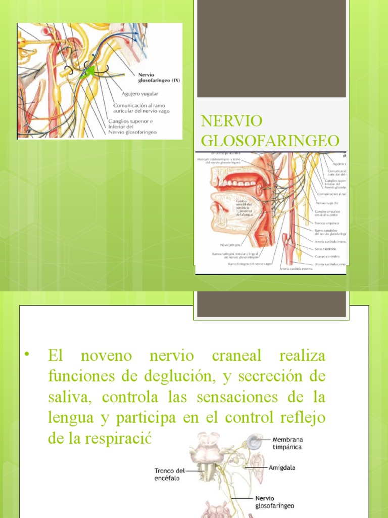 Nervio Glosofaringeo Pdf Nervio Vago Nervio