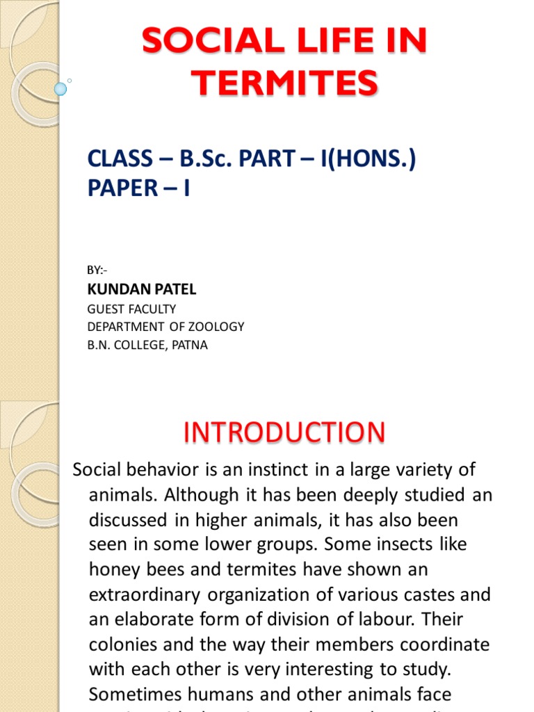 Social Structure of Termites Explained | PDF | Eusociality | Insects