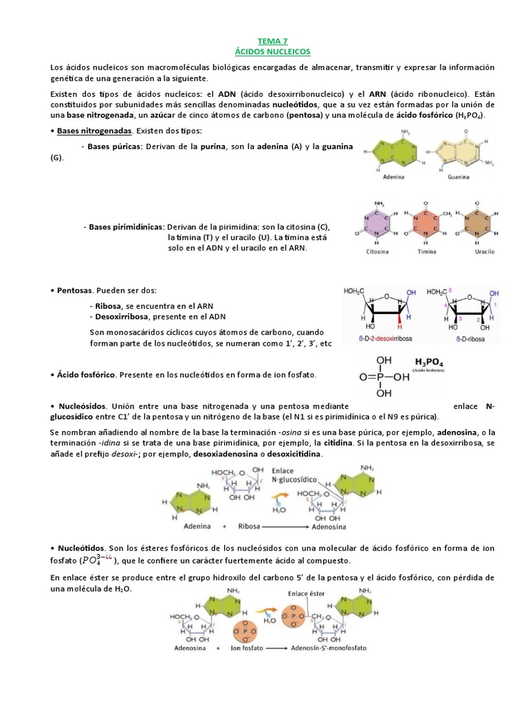 Estructura y Función de Ácidos Nucleicos | PDF | Rna | Linfocitos