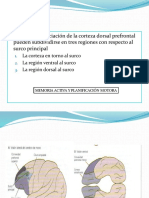 Area Prefrontal