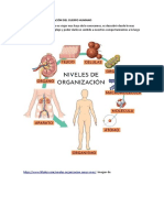 Niveles y Organización Del Cuerpo Humano