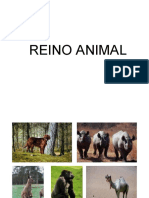 Reino Animal