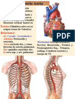 F Sistema de La Aorta