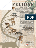 FELIDAE Phylogeny