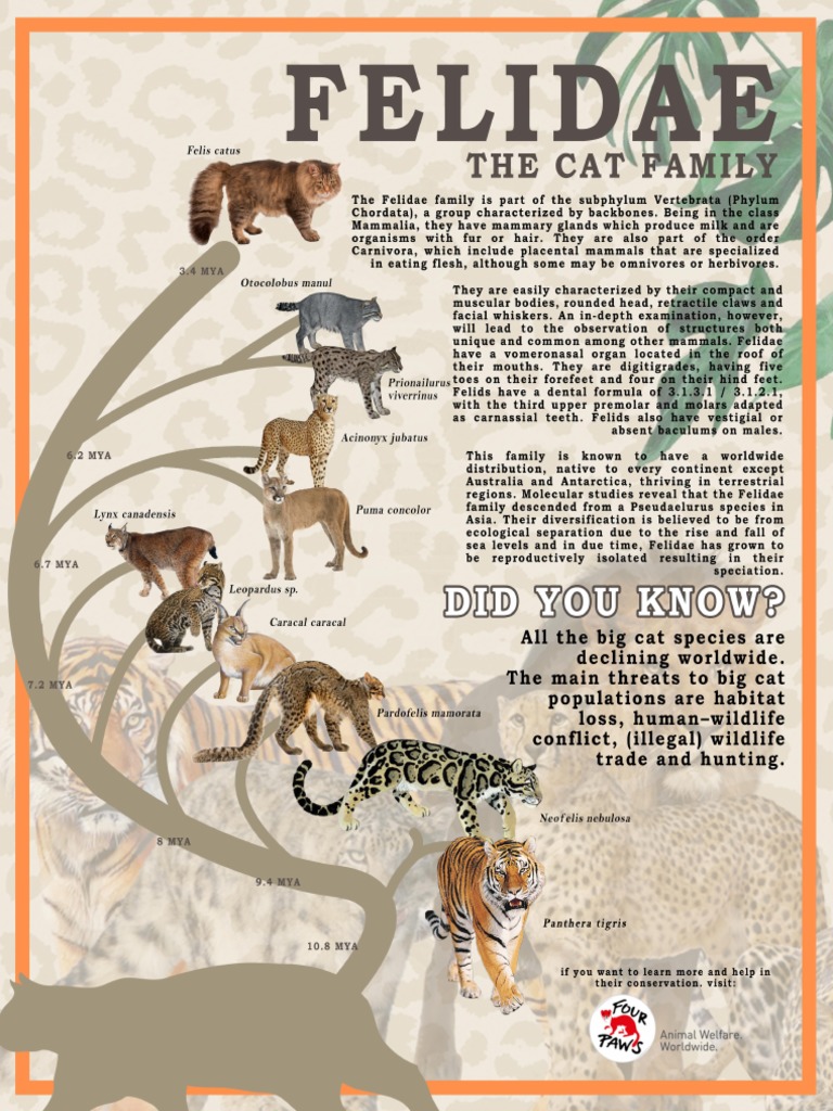 Wild Cat Genus Overview | PDF | Felidae | Felids