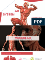 Plantilla Powerpoint Del Sistema Muscular