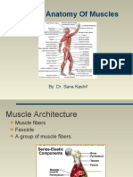General Anatomy of Muscles: By: Dr. Sana Kashif