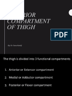Anterior Compartment of Thigh