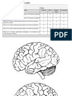 Rubrica Evaluación  -  Ubicación en el cerebro