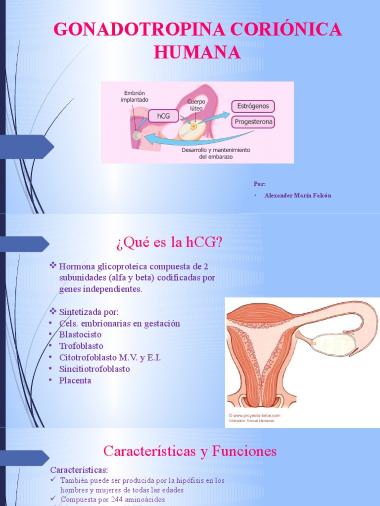 Funciones y Detección de hCG | PDF | Gonadotropina coriónica humana ...