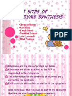 The Sites of Enzyme Synthesis
