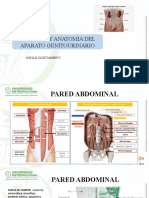 Genetica y Anatomia Urologia