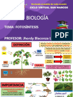 Fotosíntesis: proceso vital que convierte la energía solar en energía química