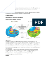 Características de la célula eucariota vegetal, animal y fúngica