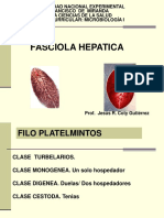 Fasciola hepatica y su ciclo de vida
