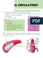 Sistema Circulatorio