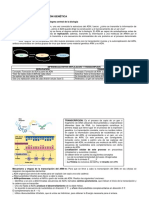 Transcripcion Procariotica y Eucariotica