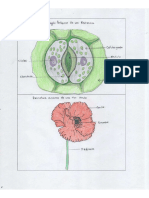 Organografía Vegetal 6