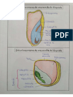 Organografía Vegetal 11