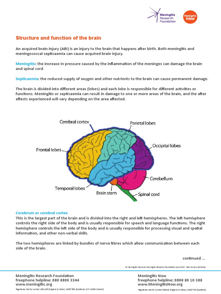 Structure and Function of The Brain: Meningitis Septicaemia | PDF ...