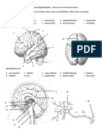 APK Brain Neuron Diagram Review
