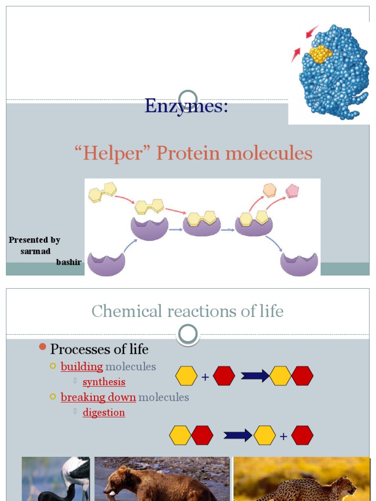 Enzymes "Helper" Protein Molecules PDF Enzyme Cofactor (Biochemistry)