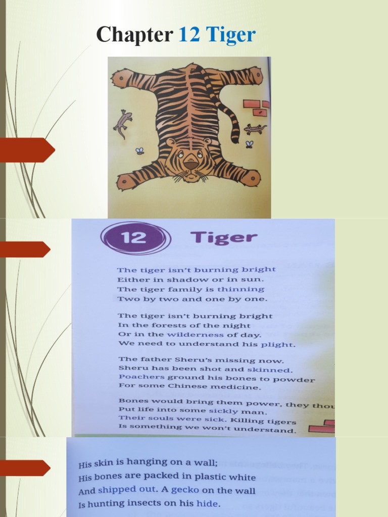 Chapter 12: Tiger Insights and Answers | PDF