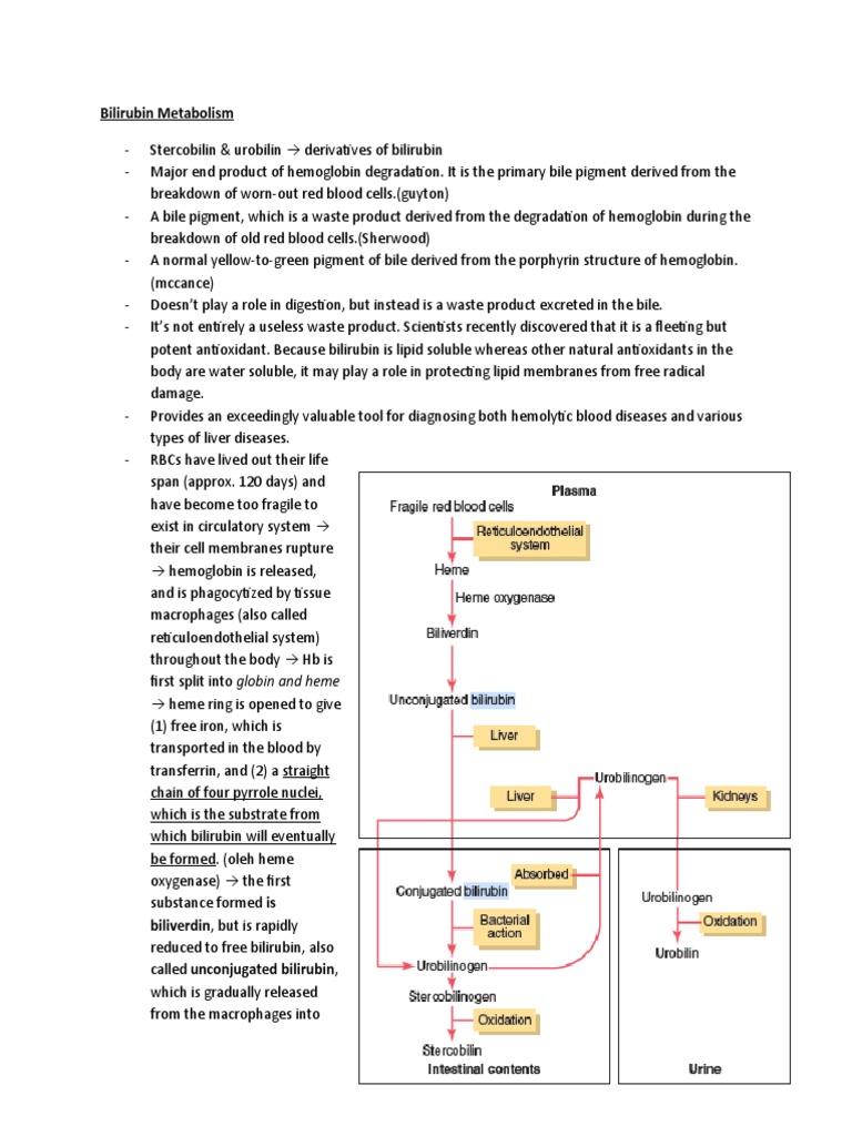 Bilirubin Metabolism Biology Diagrams