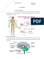 Funciones del cerebro