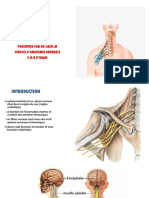 25-Plexus Brachial