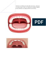 tarea esquema bucal