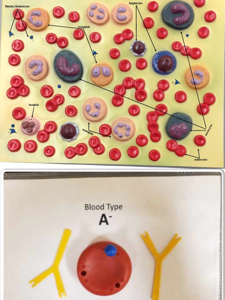 Blood Cell Types Overview | PDF