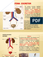 Aparato Excretor