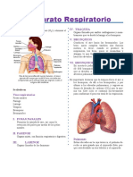 Aparato Respiratorio: Definición Iv. Tráquea