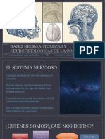 Bases Neuroanatomicas